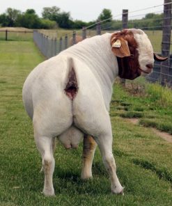 BOER GOATS