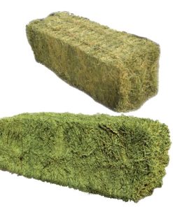 ALFAFA HAY