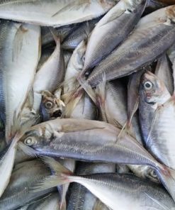 FROZEN HORSE MACKEREL